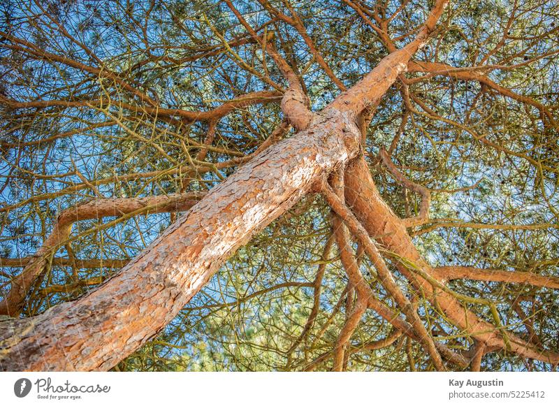 Red coloration of the bark of a red pine tree Red pine Tree Tree bark Exterior shot Plant Environment Wood Forest Tree trunk Detail Colour photo