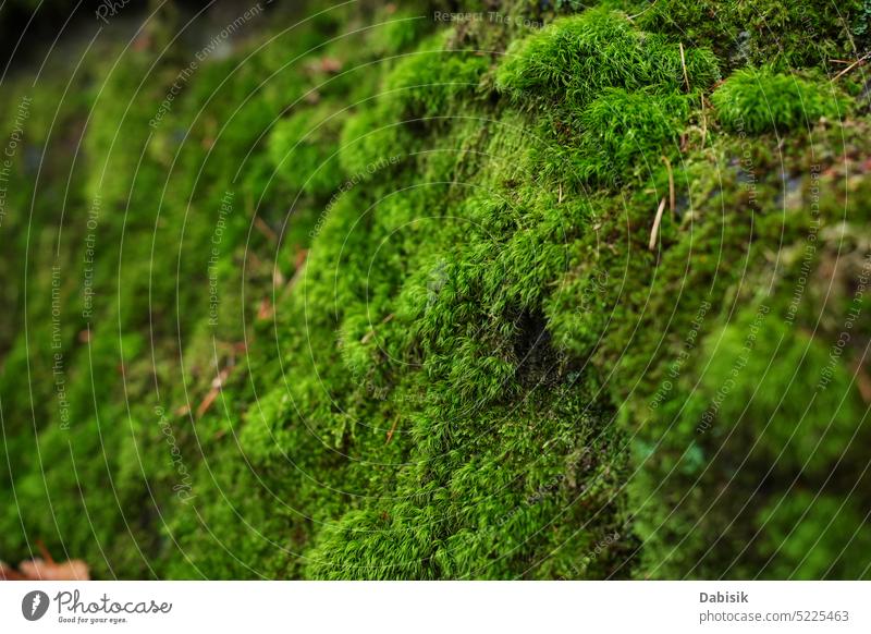 Macro shot of natural moss forest green floor plant texture background pattern soil mossy macro flora closeup rock outdoor stone white organic textured surface