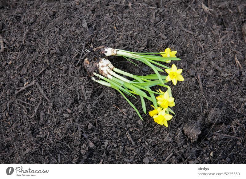 Daffodils, yellow daffodils with roots, lie on fresh soil Blossoming blossoms ready for planting Flower bulb Earth plants Flowerbed Narcissus Wild daffodil