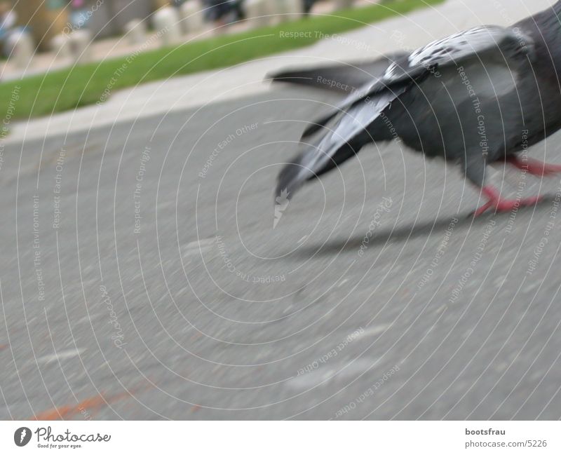 Pigeon 2 Park Feeding Escape