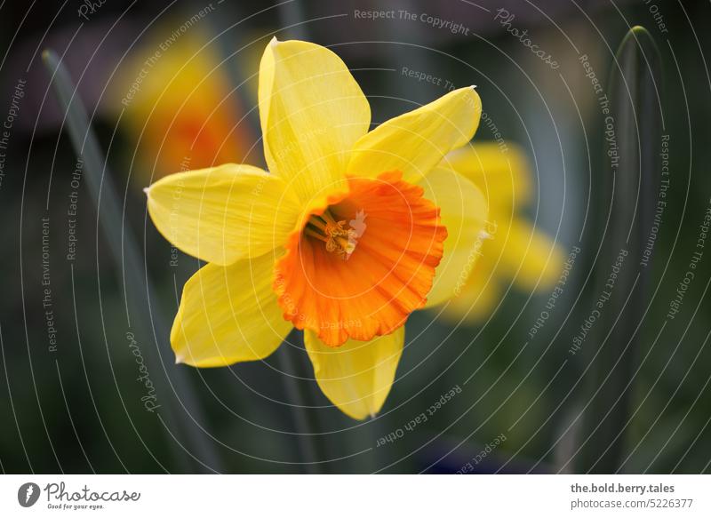 daffodil Wild daffodil Flower Spring Yellow Blossom Plant Colour photo Nature Blossoming Deserted Exterior shot Shallow depth of field