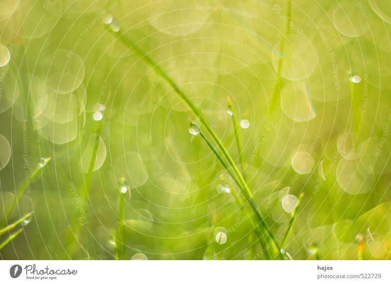 Grass blade with dew drops Garden Decoration Nature Plant Drops of water Sunlight Autumn Meadow Growth Fresh Green Blade of grass Dew reflexes Rain