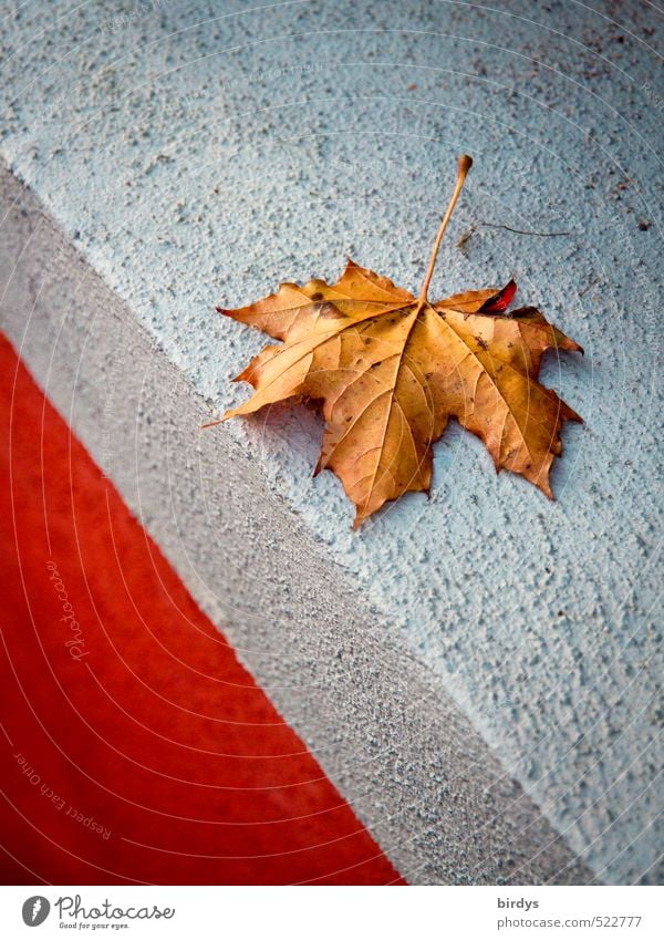 Canada ? Autumn Leaf Maple leaf Autumn leaves Wall (barrier) Wall (building) Window board Esthetic Original Beautiful Blue Brown Red Calm Nature Change 1 Edge