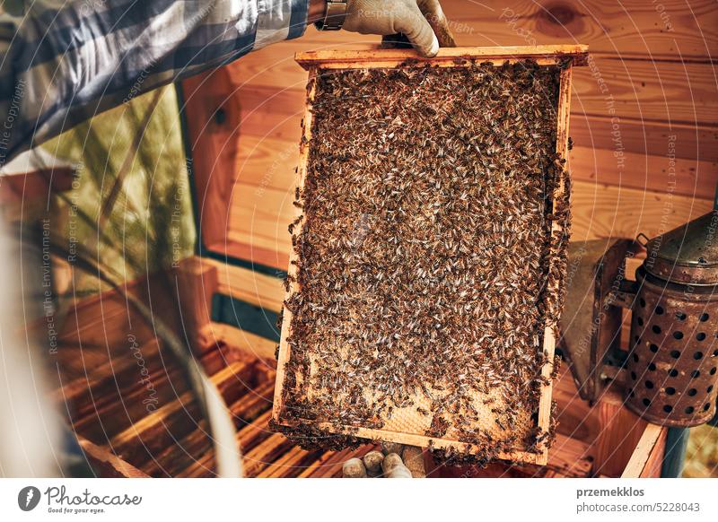 Beekeeper working in apiary. Drawing out the honeycomb from the hive with bees on honeycomb. Harvest time in apiary honeybee beekeeper apiculture beekeeping