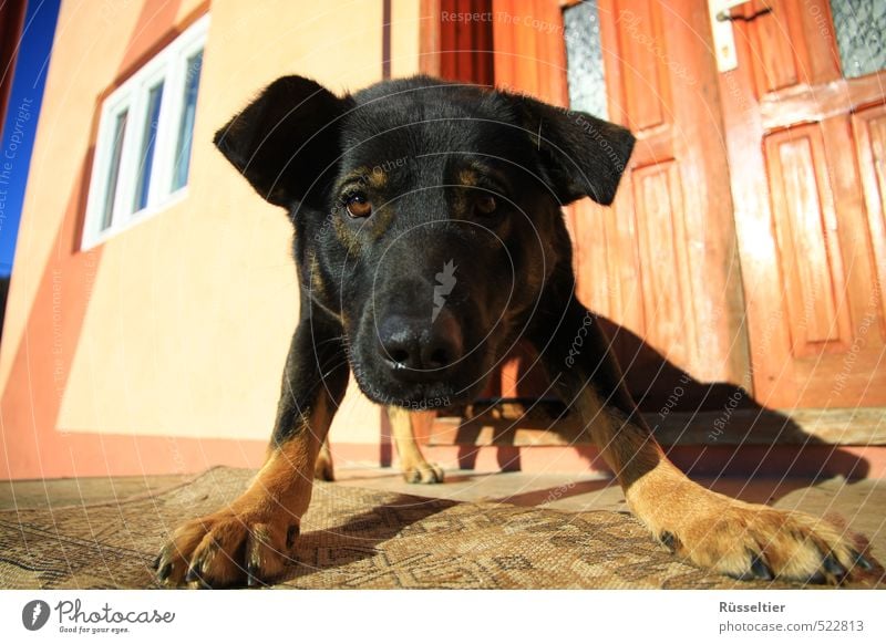 Dog Animal Face Playing A Royalty Free Stock Photo From