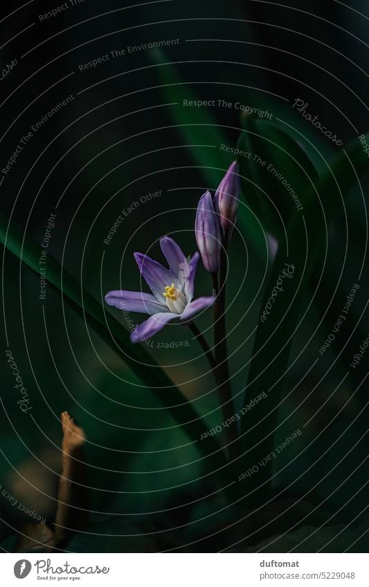 Plant, Early bloomer, Blue star, Flower blue star Botany Spring flowering plant moody Dark Nature Garden Blossom Blossoming Spring fever Exterior shot Close-up