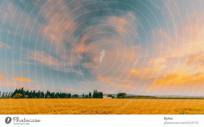 Catalonia, Spain. Summer Evening Sky Above Spanish Countryside Rural Wheat Field Landscape. Yellow Wheat At Sunset Time nature summer village plantation rural