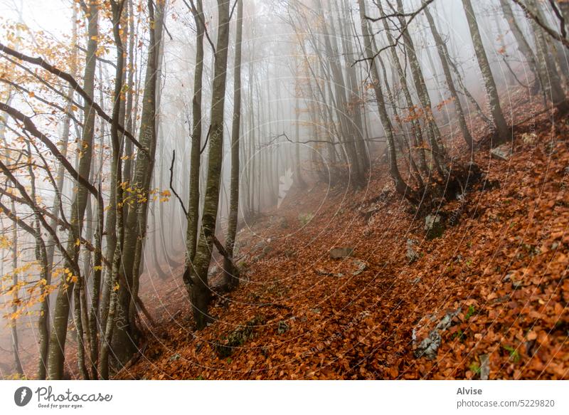 2022 10 23 Durlo forest and fog landscape nature tree travel mist alps background morning environment mountain misty foggy scenic weather natural scene dark