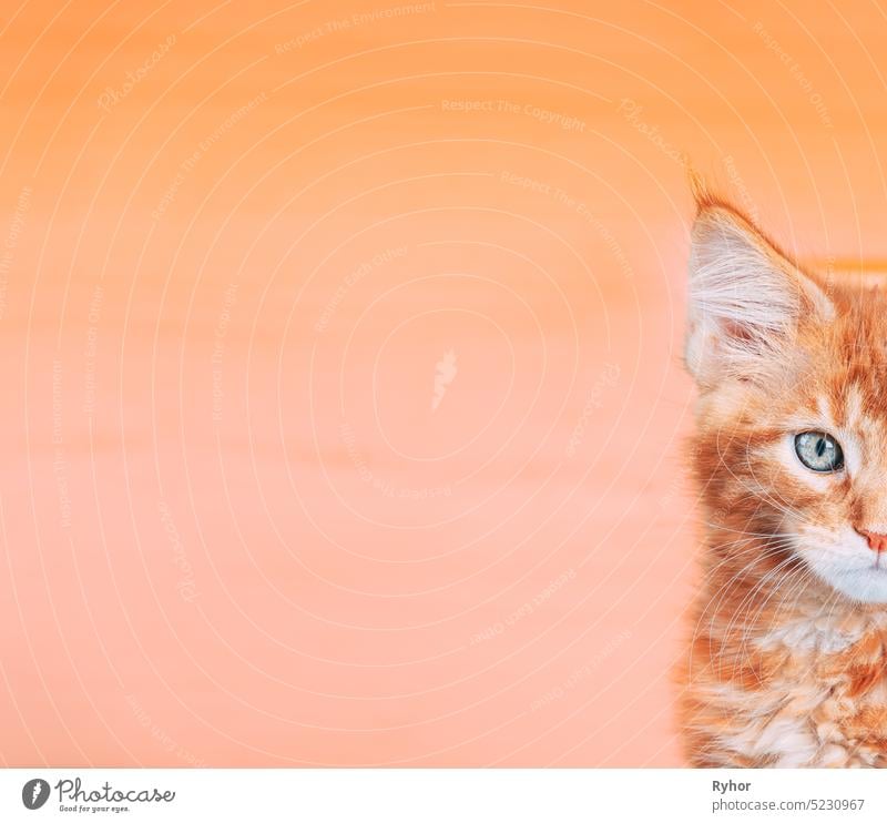 Small Kitten Face Copy Space Background In Calming Coral Color. Young Red Ginger Maine Coon. Maine Shag Amazing Pets. Portrait On Backdrop In Yellow Light Orange Colors