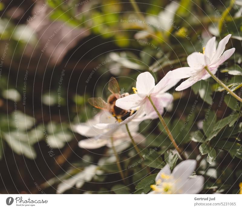 Wood anemone - anemones in spring with visit from bee Flower Flowers and plants Blossom Colour white Spring Insect Anemone Spring flower Spring flowering plant