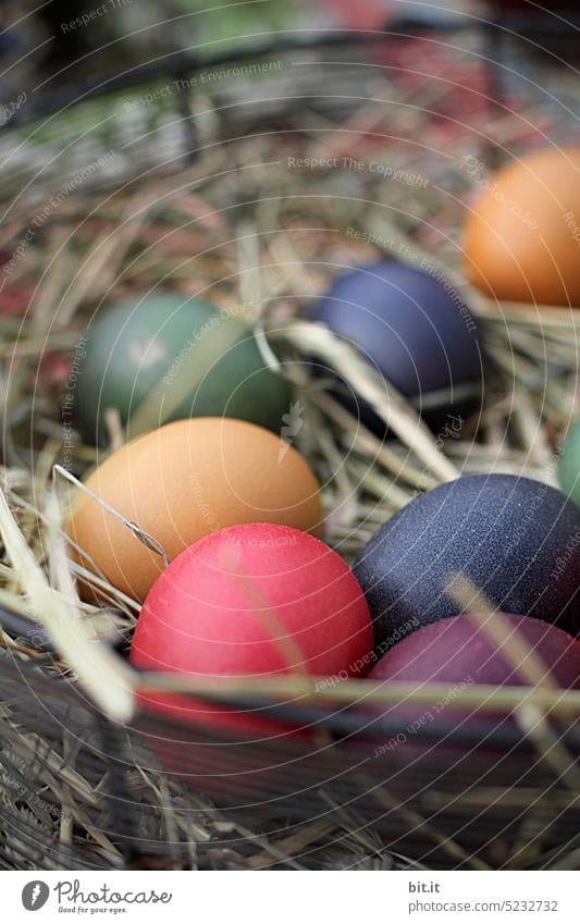 motley I colorful dyed Easter eggs with straw, in Easter nest Easter egg nest variegated colored Nest Straw Hay Easter Bunny Decoration Tradition