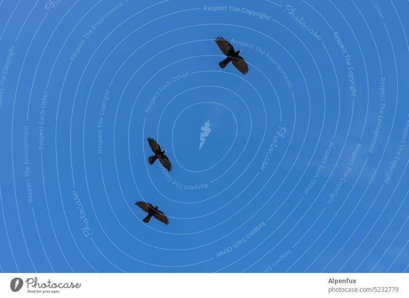 Three jackdaws three Jackdaws 3 Bird Sky Flying Freedom Wild animal Exterior shot birds Group of animals Flock of birds Flight of the birds Animal Nature Blue