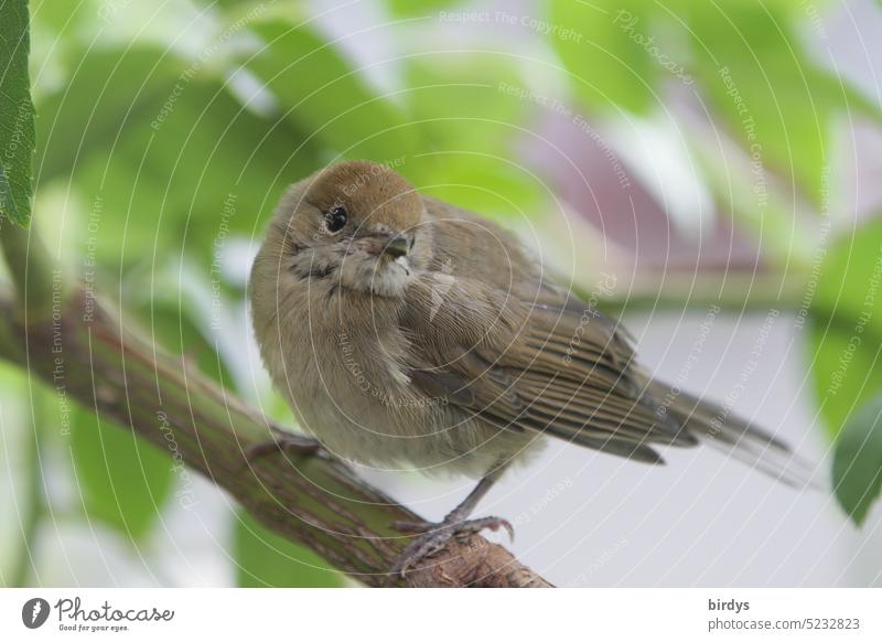 young blackcap on a branch Blackcap Young bird Bird songbird Close-up Animal portrait Ornithology Songbirds Exterior shot Cute