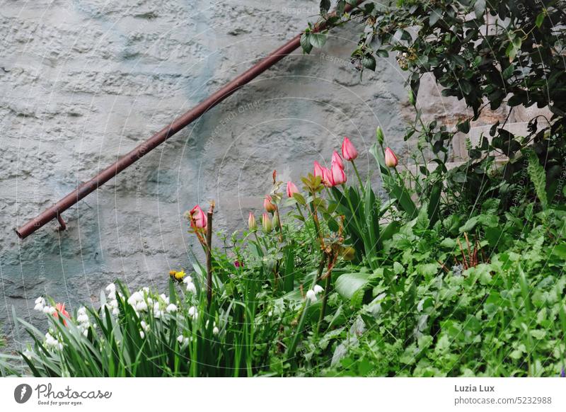 Spring in the front garden on the slope, dandelion hid under lily of the valley and tulips Garden Front garden Old Old fashioned Lily of the valley White Pink