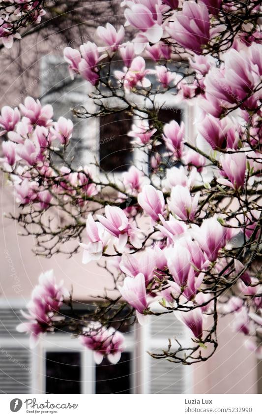 Spring feelings in the city, pink magnolias in front of a facade, windows with bright shutters Magnolia blossom Magnolia branches Pink Magnolia tree Nature