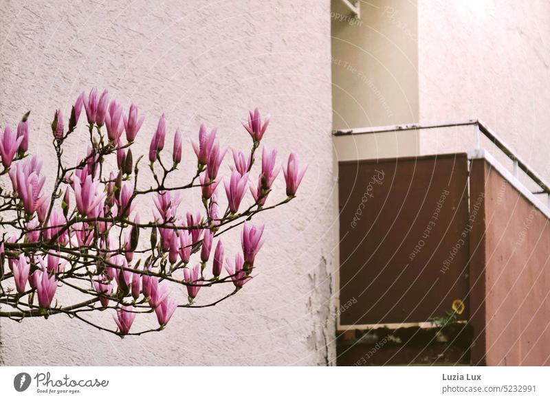 Spring feelings in the suburbs, pink magnolias in front of a dilapidated facade, 70s colors Magnolia blossom Magnolia branches Pink Magnolia tree Nature Blossom