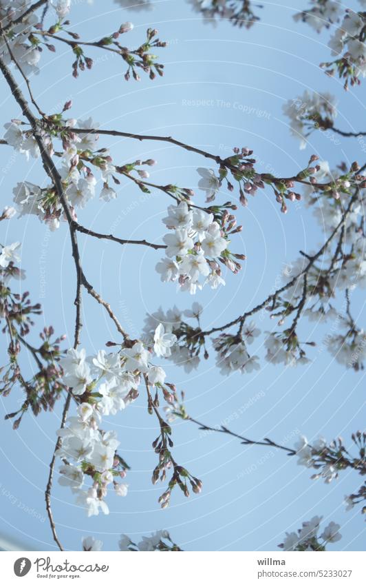 Spring almond cherry blossoms flower twigs Ornamental cherry Almond blossom Twig Delicate Flowering Trees Almond tree Blossoming Pastel tone White