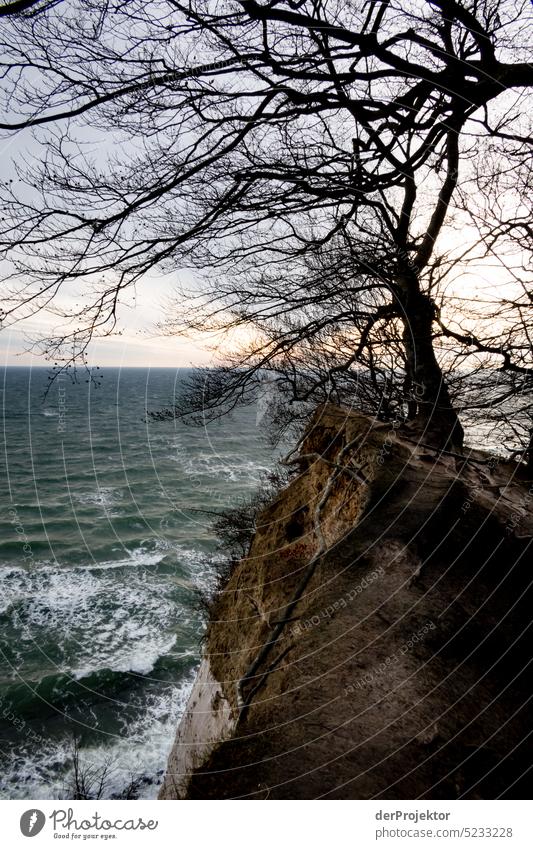 Winter with chalk cliffs and tree on steep slope on Rügen island Winter mood Winter vacation Panorama (View) Light Day Copy Space middle Multicoloured