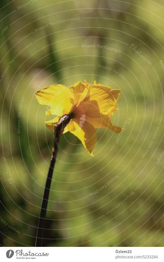 Yellowish daffodil Narcissus Nature naturally Plant Flower Colour photo Deserted Spring Spring fever Spring day Exterior shot Shallow depth of field Park