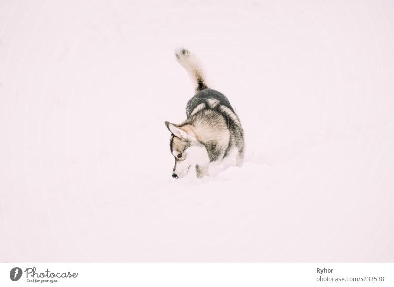 siberian husky snow wallpaper