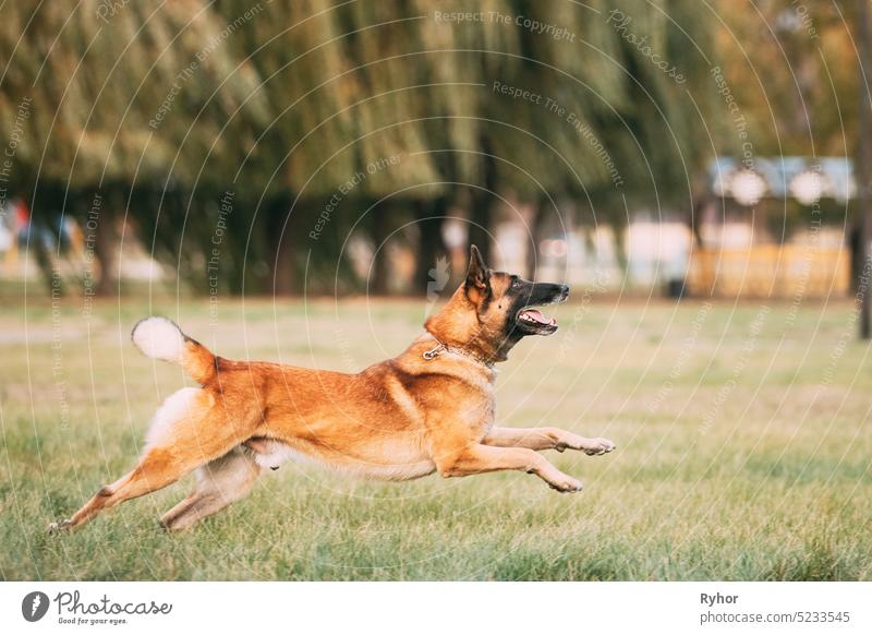 Malinois Dog Play Jumping Running Outdoor In Park. Belgian Sheepdog Are Active, Intelligent, Friendly, Protective, Alert And Hard-working. Belgium, Chien De Berger Belge Dog