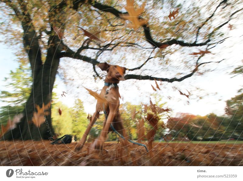 Dance | Ben discovers autumn Environment Nature Landscape Park Meadow Animal Pet Dog 1 Movement Jump Romp Happiness Rebellious Wild Joy Joie de vivre (Vitality)
