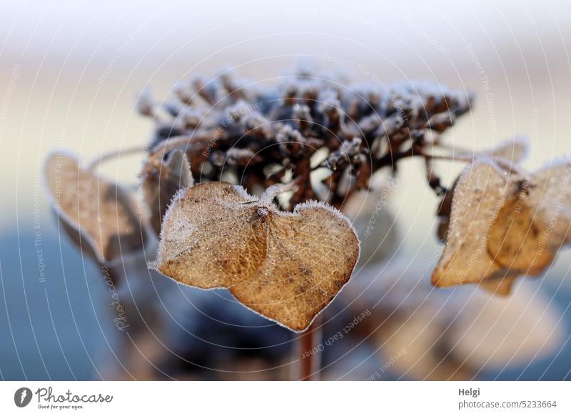 ephemeral - close up of dried flower of plate hydrangea with hoarfrost Plant Hydrangea plate hortensia Blossom Shriveled Transience transient Faded Hoar frost