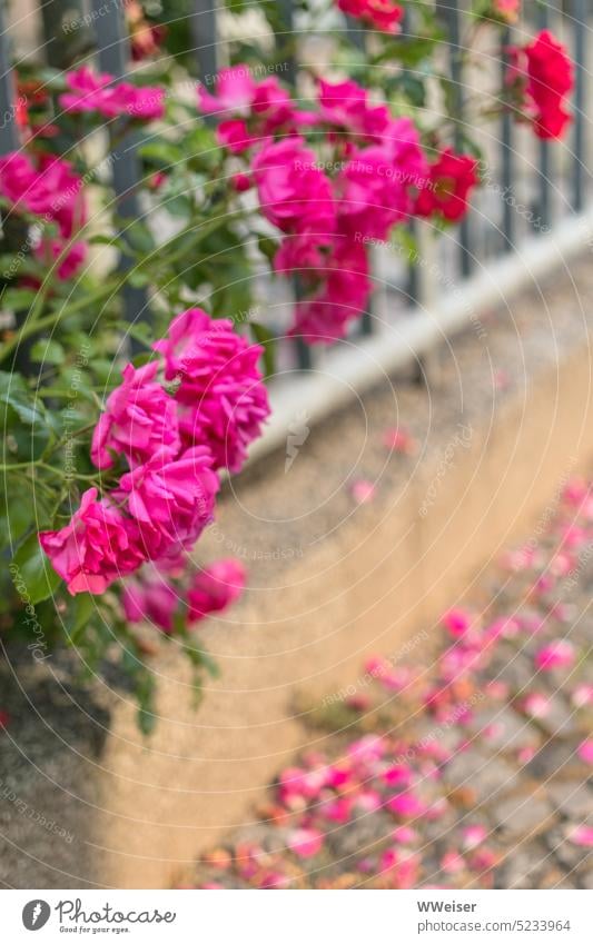 Dinner is served: Kitsch of roses on fence pink wither romantic Romance Fence Summer late summer Blossom blossom To fall Street Sunlight warm Evening Pink
