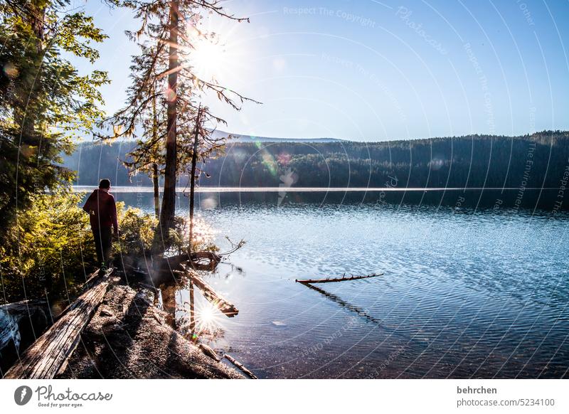 The lake rests still North America Water Plant Nature Lake Canada Clearwater Lake Forest Far-off places Landscape Wanderlust mountain lake British Columbia