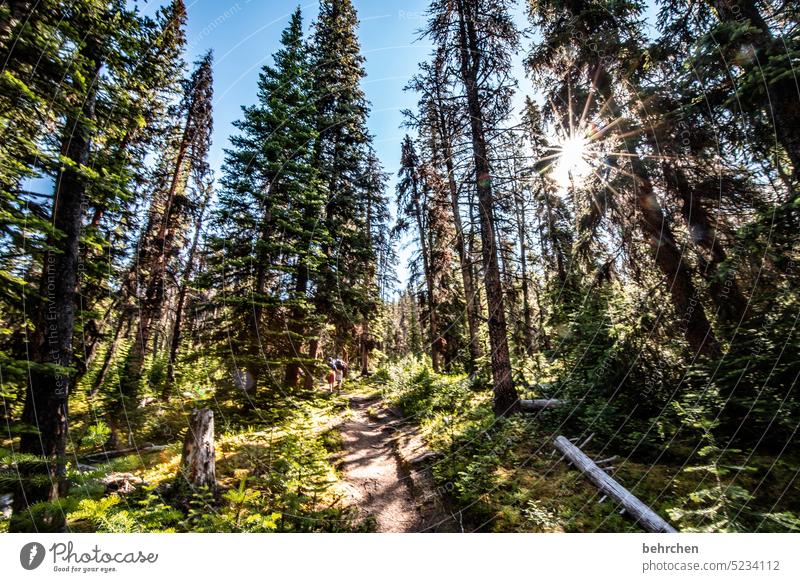 again and again canada trees Jasper national park Rocky Mountains Wanderlust Forest Far-off places Nature Canada Landscape North America