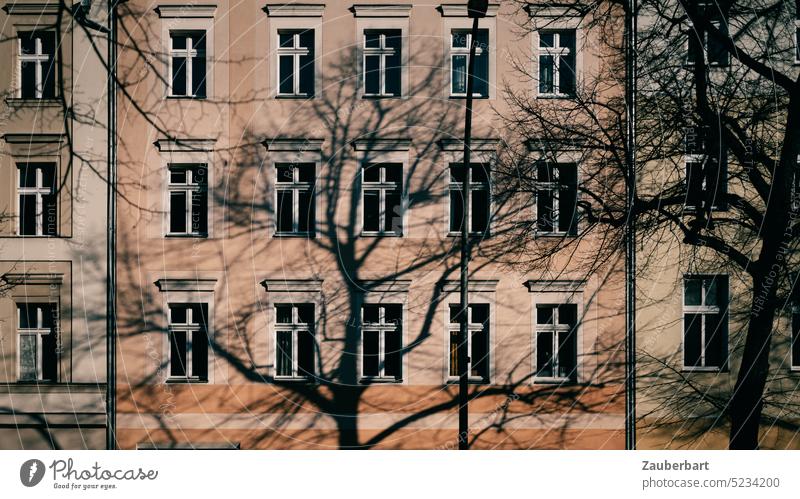 Shadow of a bare tree in front of the reddish facade of an apartment building from the Wilhelminian period Tree Bleak Facade dwell reddishly Window founder time
