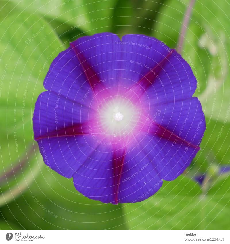 Purple morning glory (ipomoea purpurea) Blossom Flower Spring Plant Blossoming Violet Garden purple Close-up Macro (Extreme close-up) Detail Blossom leave Round