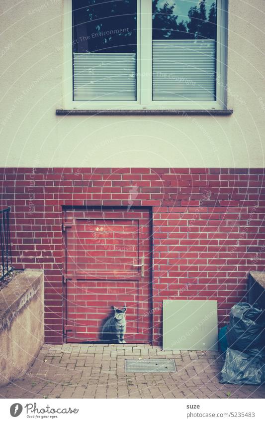 The cat is out of the house ... Cat House (Residential Structure) house wall IllustrationPicture (representation) Wall (building) Building Funny Facade door