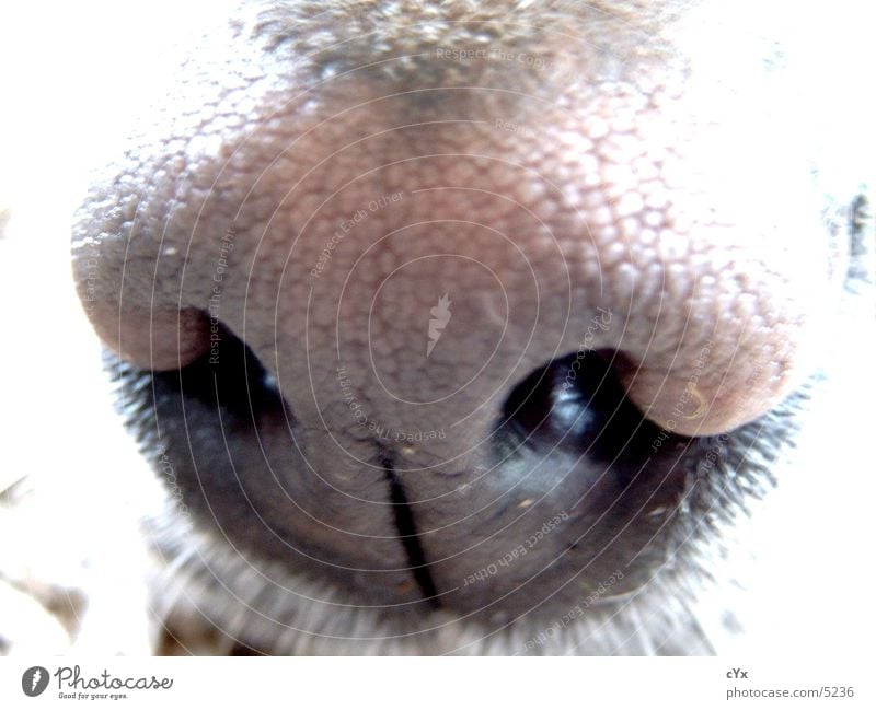 olfactory bulb Dog Labrador Brown Hollow Nostril Senses Nose Odor