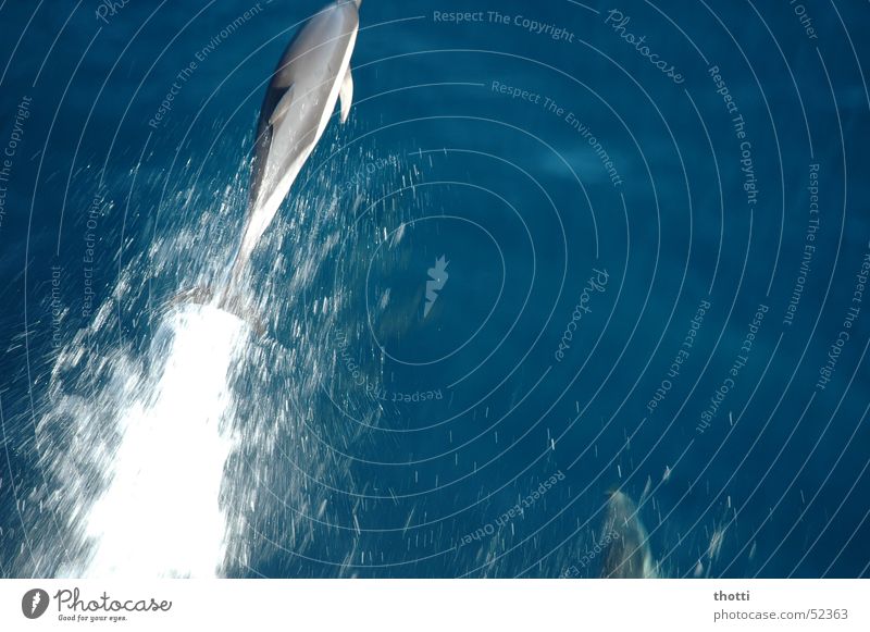 Pinball 2 Dolphin Bottle-nose dolphin Ocean Jump Animal Water Movement motion