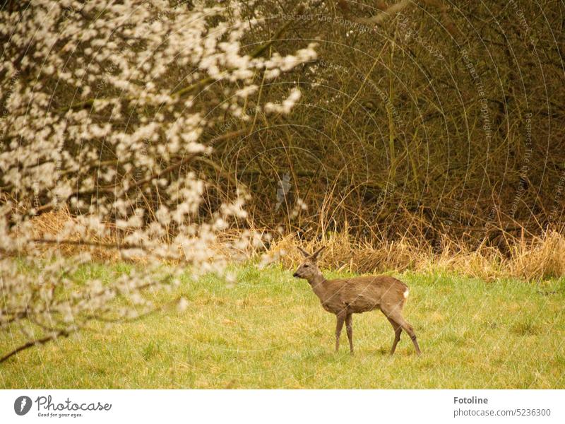 Whenever spring comes, the deer venture to the meadows with fresh greenery. The flowering tree in the foreground conjures up a little spring in the picture. In the background the scrub is still in winter mood.