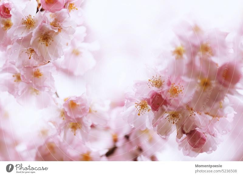 cherry blossoms Cherry blossom Frame border flowers Flower frame Mysterious Peaceful Spring Blossom heyday Nature naturally pretty Plant Close-up