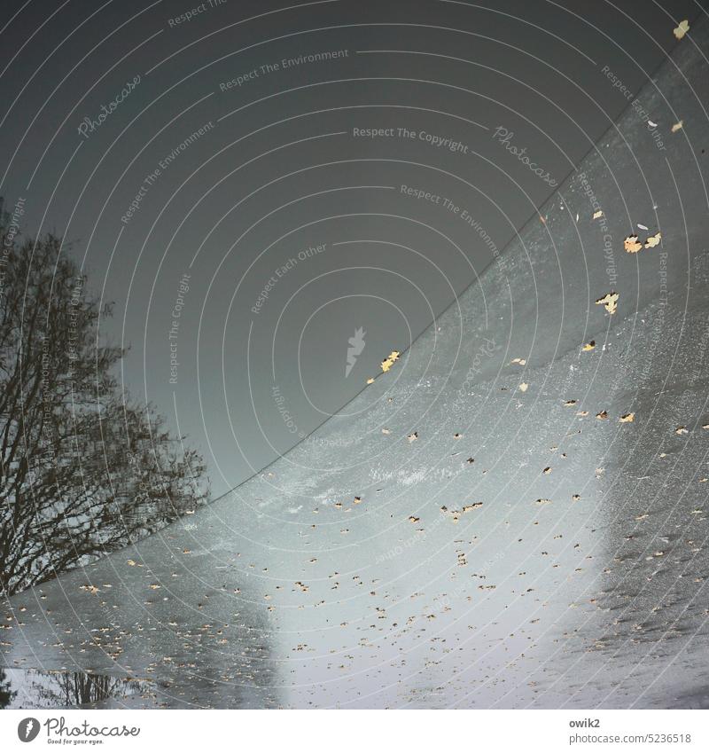 Cold fabric Surface of water Ice edge Ice floe Frozen surface Water break-off edge Frost Exterior shot Nature Leaves scattered Winter Structures and shapes Pond