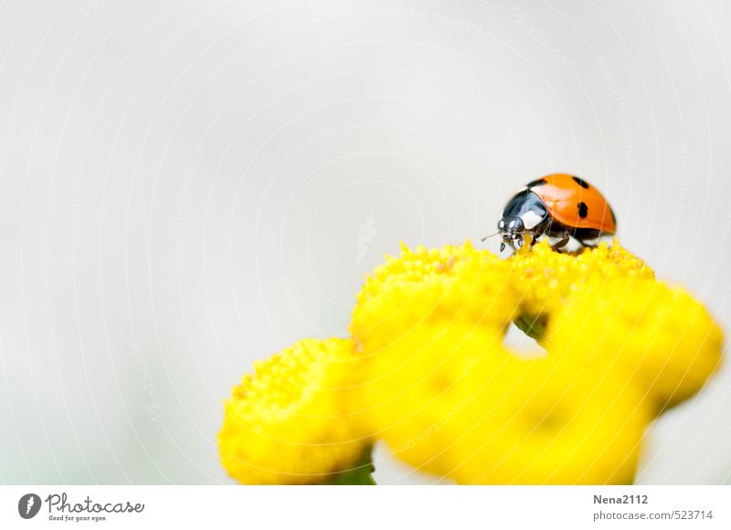 summer memory Environment Nature Plant Animal Air Summer Blossom Garden Park Meadow Beetle 1 Crawl Ladybird Yellow Search Small Polka dot Good luck charm Insect