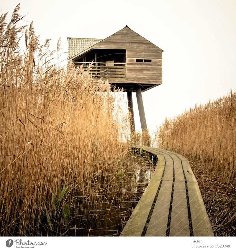 Vogelwacht | House in the reeds at the North Sea Vacation & Travel Tourism Trip Far-off places Ocean Mud flats Nature Landscape Autumn Bad weather Common Reed