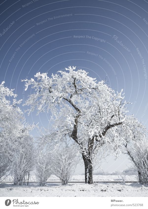 crystallize II Environment Nature Landscape Water Climate Beautiful weather Ice Frost Snow Blossoming Bright Cool (slang) Snowscape Tree Bushes Frozen Cold