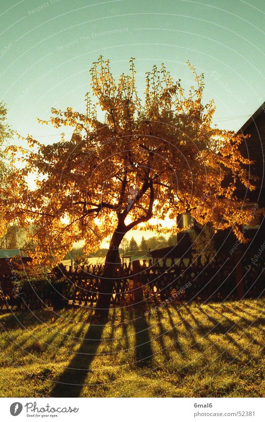 Pear tree in autumn Tree Autumn Wood Leaf Meadow Sun Warmth Shadow Garden Fruit Sky Nature Landscape