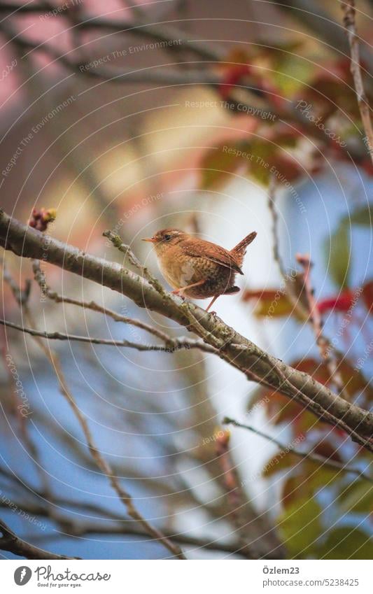 The wren on a branch Nature nature conservation natural beauty Animal Animal portrait Love of animals animal world Bird Branch Deserted Wildlife Environment