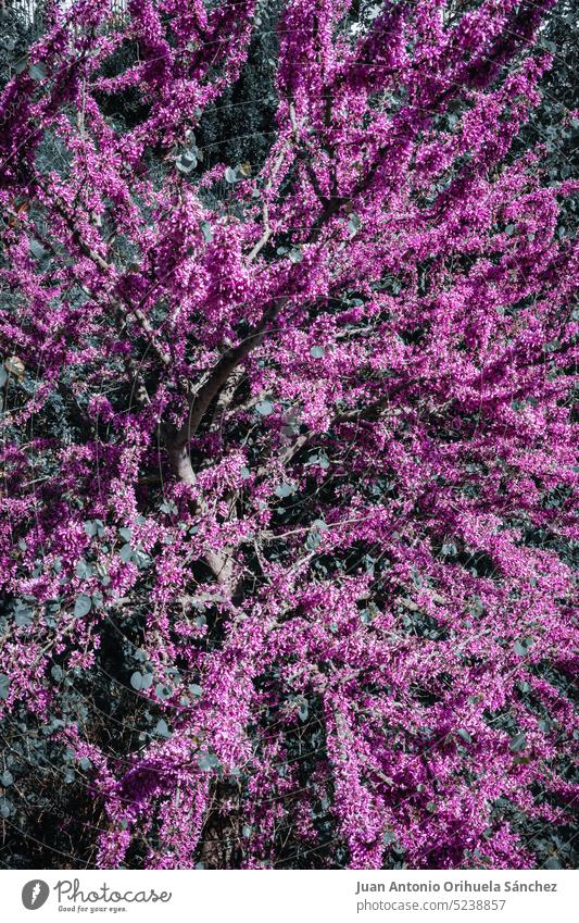 Nature background. Branches of a tree with green leaves and thousands of pretty purple flowers beautiful beauty in nature branch environment garden gardening