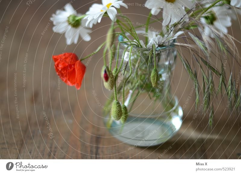 country house decoration Decoration Summer Flower Blossom Blossoming Fragrance Faded Red Slack Transience Poppy blossom Marguerite Vase Bouquet Wooden table
