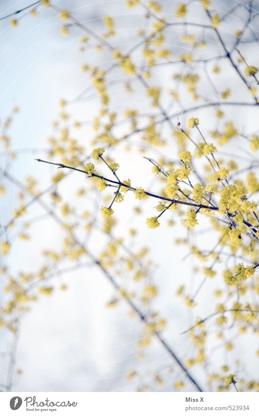 spring Sky Spring Flower Bushes Blossom Blossoming Fragrance Growth Yellow Spring day Spring flower Bud Spring colours Branch Twigs and branches Colour photo