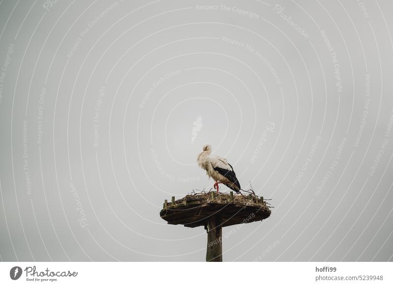 Stork in nest Spring Bird Animal Eyrie Nest Nest-building Animal portrait Beginning Wait Stand Observe Sky White Stork Beak Wild animal