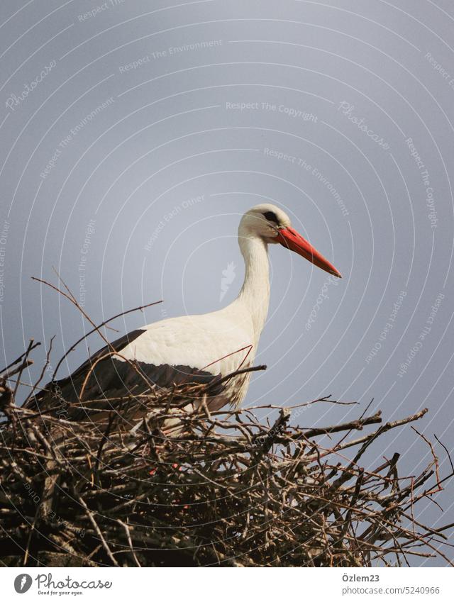 Stork - male after arrival in breeding area Nest Bird Animal Trip Exterior shot Animal portrait Sky Nature Day White Spring Deserted White Stork Colour photo