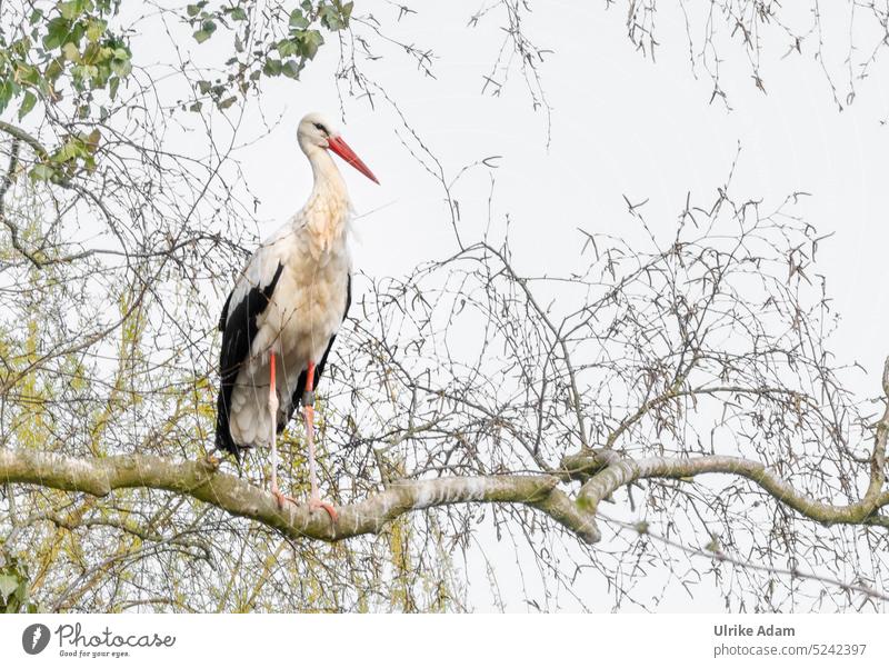 The white stork in the tree White Stork Bird Branch Tree Animal Wild animal Copy Space top Copy Space left Deserted Nature Exterior shot Environment Spring