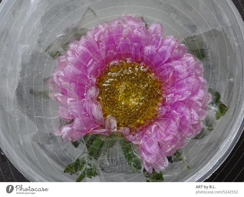 Frozen flower decoration Flower Ice durable pink Yellow Cold icily Leaf leaves petals Freeze quick-frozen Water cold water